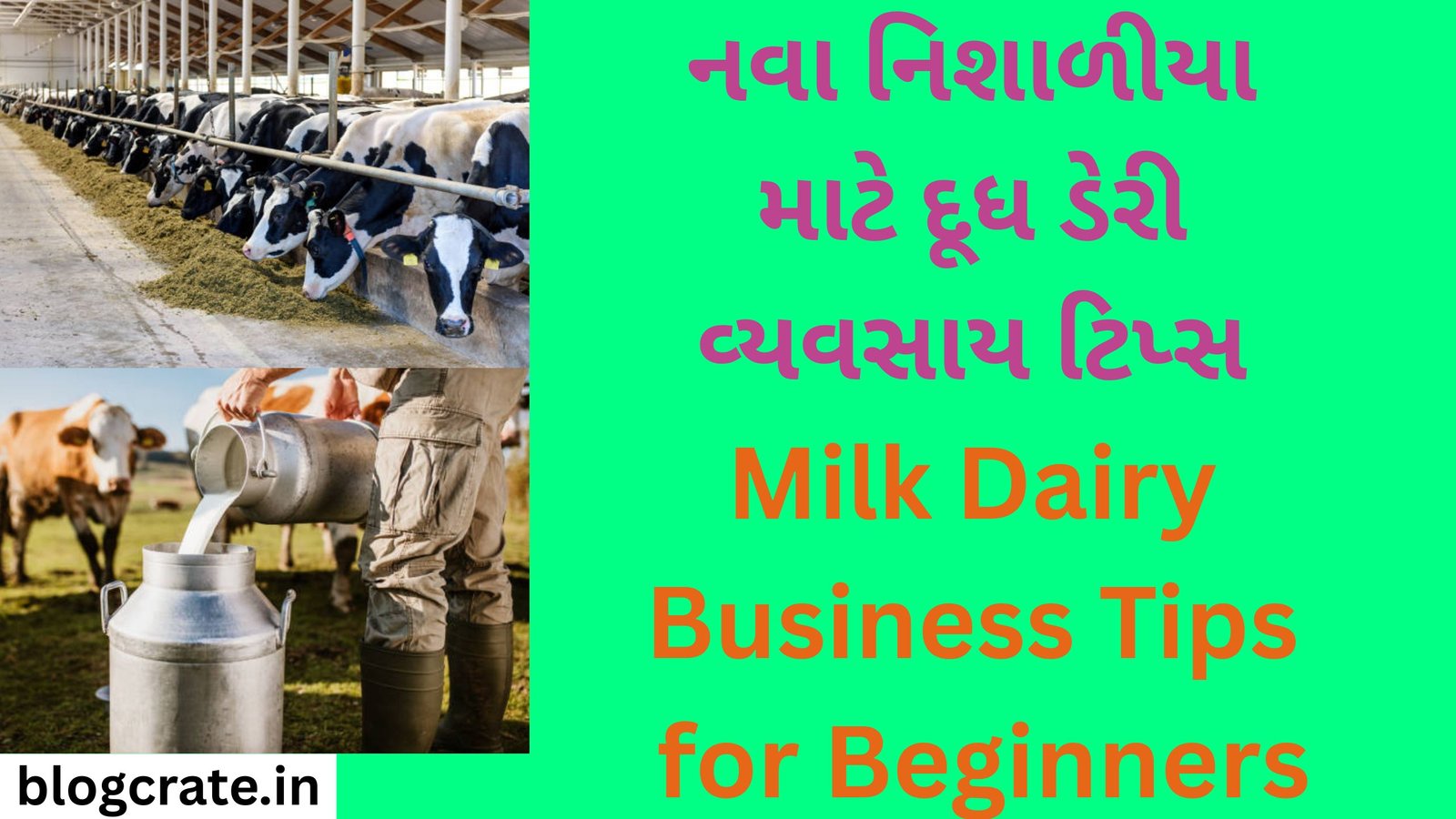 Milk Dairy Business Tips for Beginners